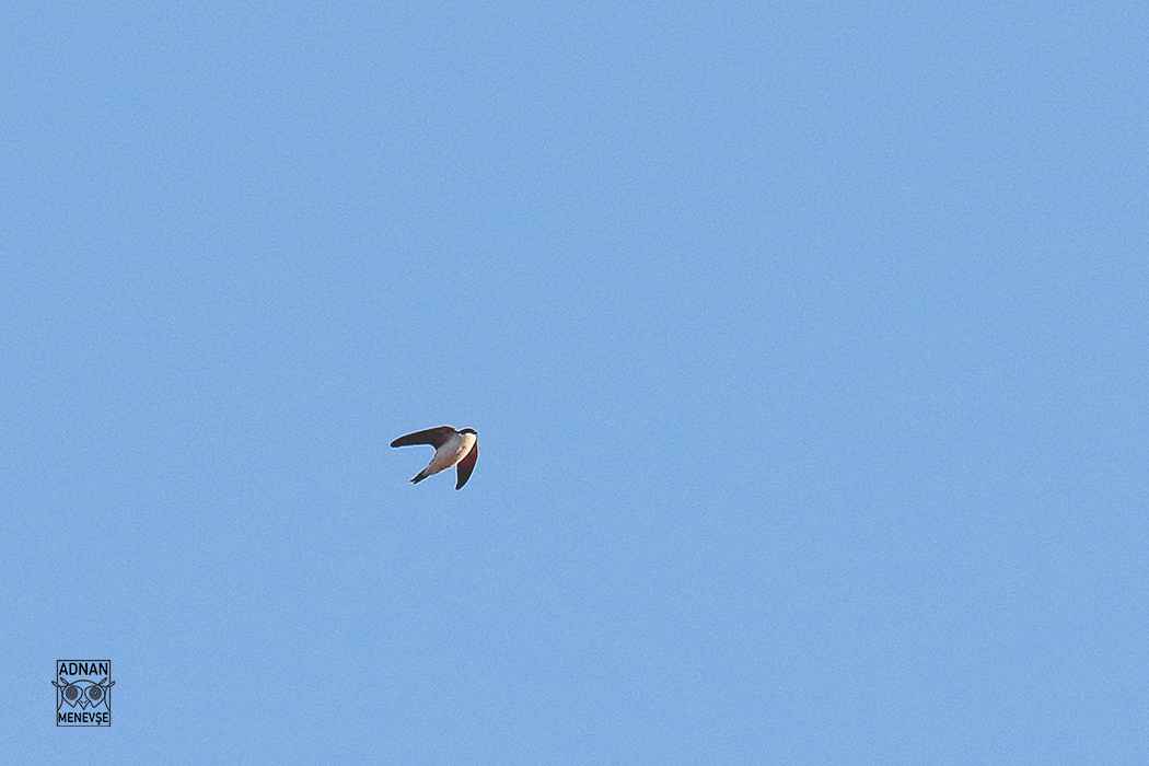 Common House-Martin